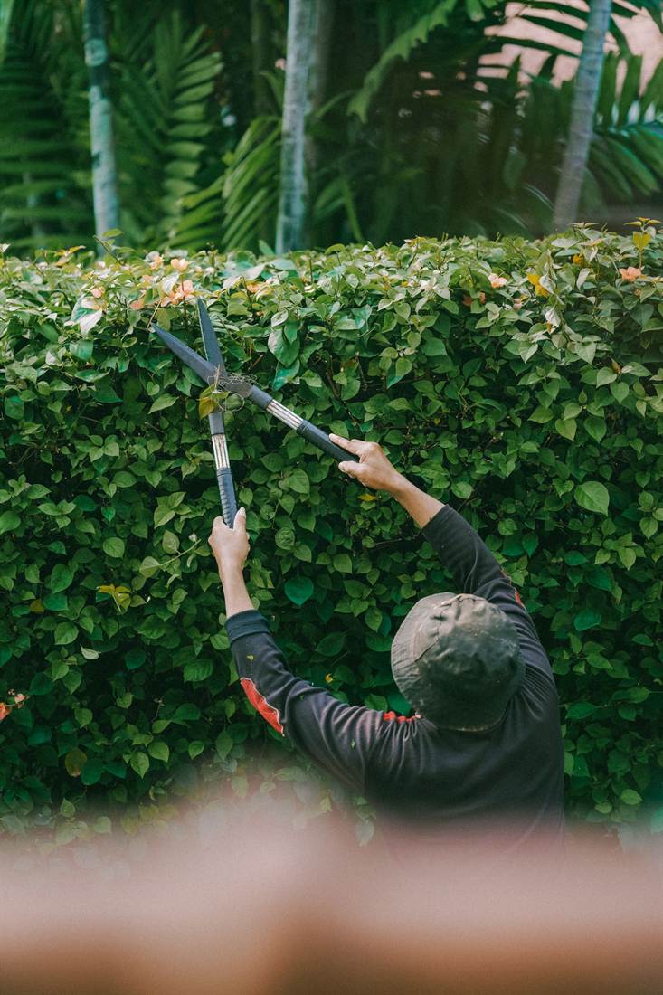 Gardener trimming a tall hedge with shears